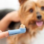 Tandlossning hos hund ett ökande problem – så förebygger du!